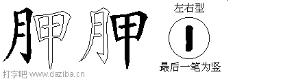 胛的五笔拆分图,胛的五笔字根表